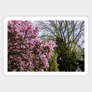 Trees in bud and bloom Sticker